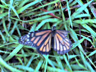 [A black and orange butterfly is on the grass. The left wing has an outer portion with spots on it. The right wing is missing that entire spotted portion of the wing.]